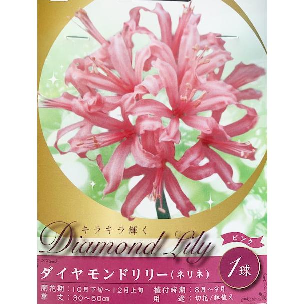 ネリネ ダイヤモンドリリー 球根 100球 苗 ネリネ ダイヤモンドリリー