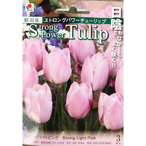 秋植え球根チューリップ ストロングパワーチューリップ3球入