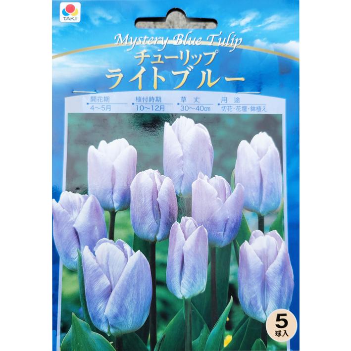 秋植え球根チューリップ キャンディプリンス ライトブルー 4球入り