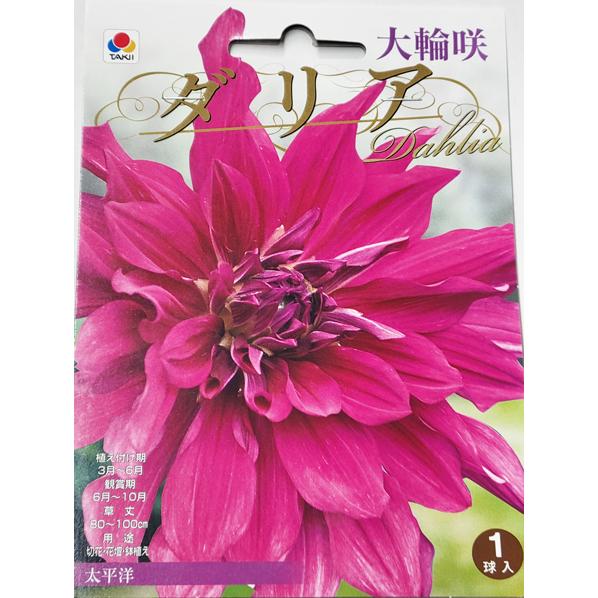 大輪咲ダリア球根 太平洋 1球入り : 吉谷農芸Yahoo!店 - 通販 - Yahoo
