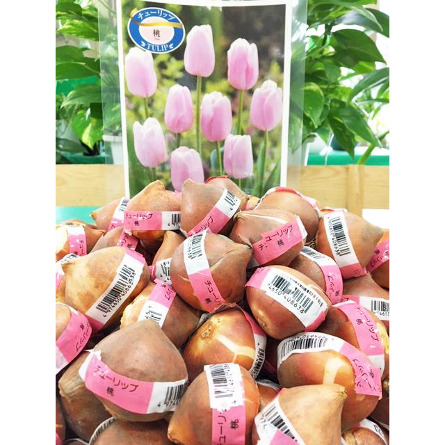 【専用ページ】チューリップ球根セット　一重咲き　(赤・黄・桃色）　計60個 専用ページ】チューリップ球根セット 一重咲き (赤・黄・桃色） 計60個