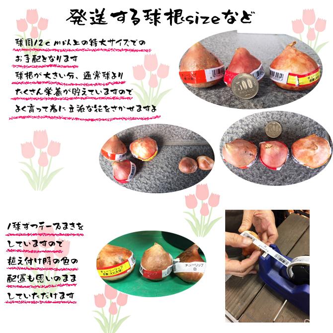 一重咲チューリップ テープまき球根 桃 1球 大球 球周12cm以上