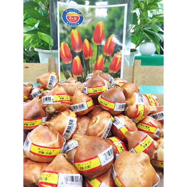 一重咲チューリップ テープまき球根 赤黄 1球 大球 球周12cm以上
