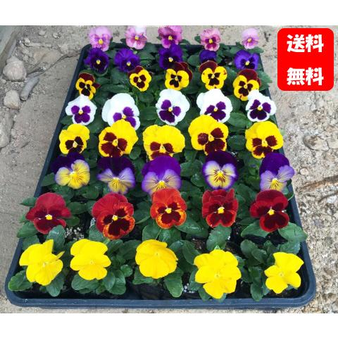 予約商品 生産者直送苗】 花つき大輪パンジー苗 32本（8色×4本）【当店