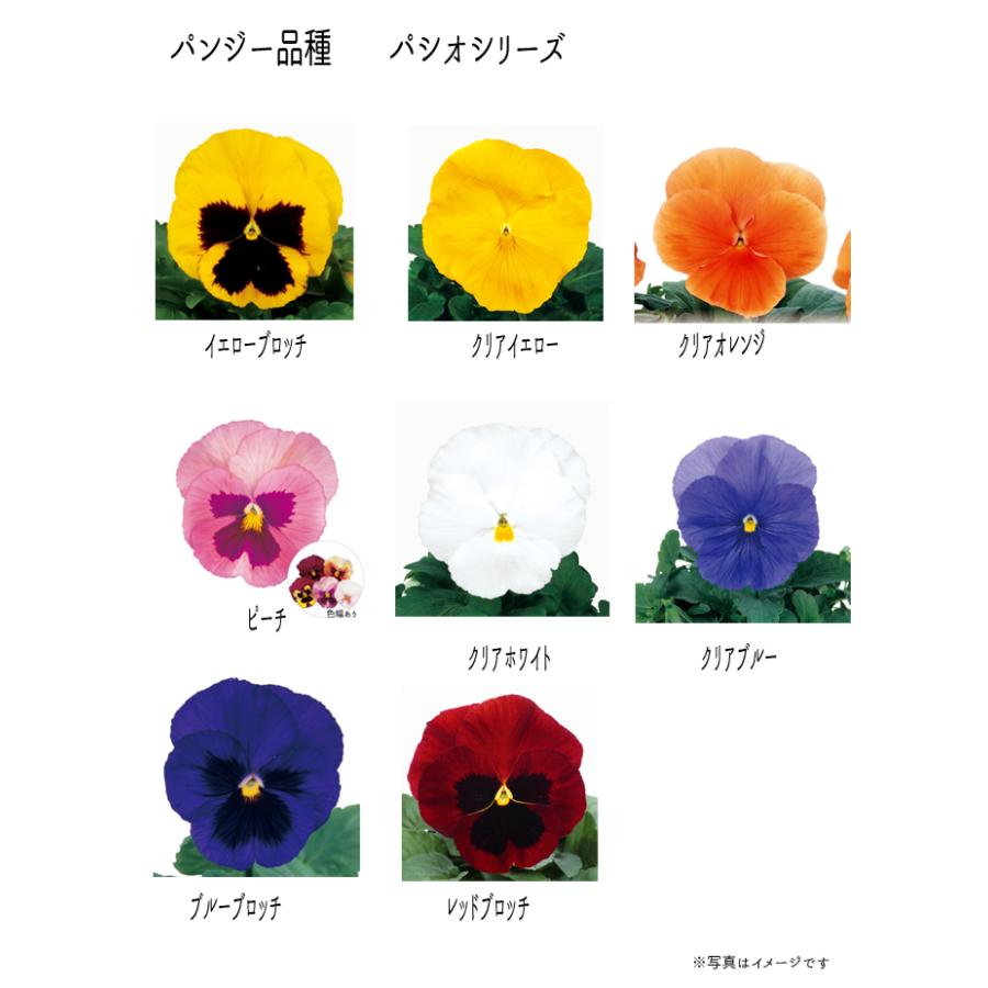 予約商品 生産者直送苗】 花つき大輪パンジー苗 32本（8色×4本）【当店