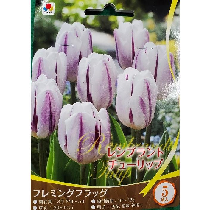 【球根セット】プレミアムチューリップ 球根セット 2球×3種 原種チューリップ付 レンブラントチューリップ球根 フレミングフラッグ 4球 : 吉谷農芸