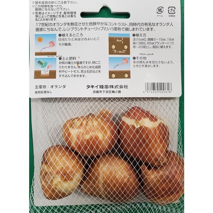 球根 レンブラントチューリップ球根 フレミングフラッグ 4球 : 吉谷農芸