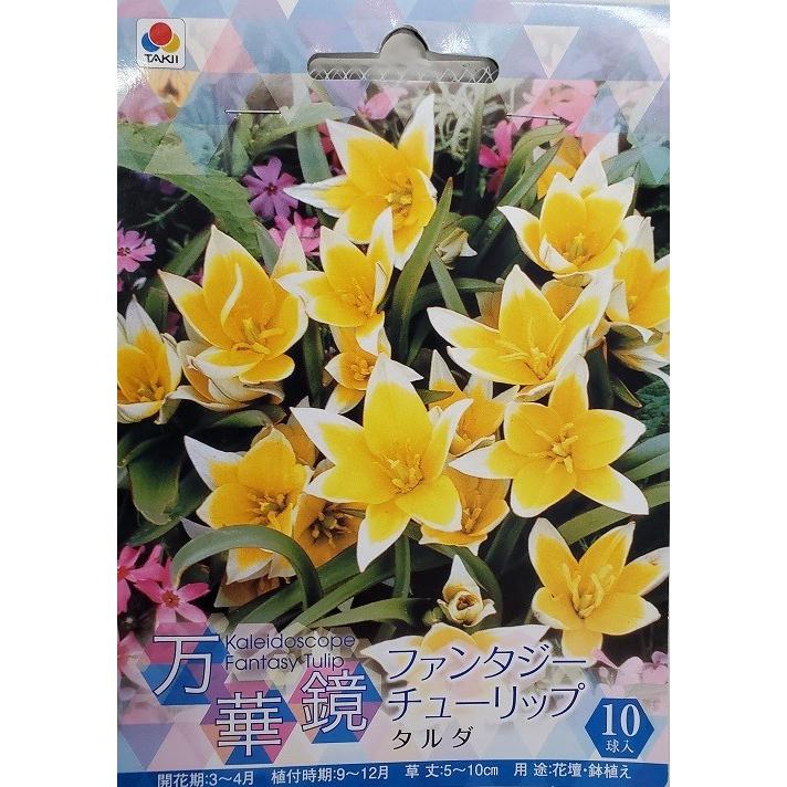 原種系チューリップ球根 タルダ : 吉谷農芸Yahoo!店 - 通販 - Yahoo