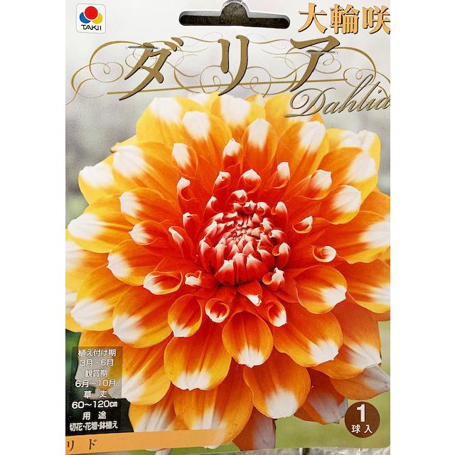 大輪咲ダリア球根 リド 1球入り : 吉谷農芸Yahoo!店 - 通販 - Yahoo