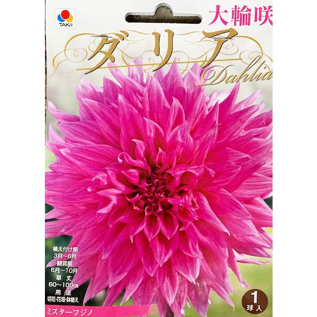 大輪咲ダリア球根 ミスターフジノ 1球入り : 吉谷農芸Yahoo!店 - 通販