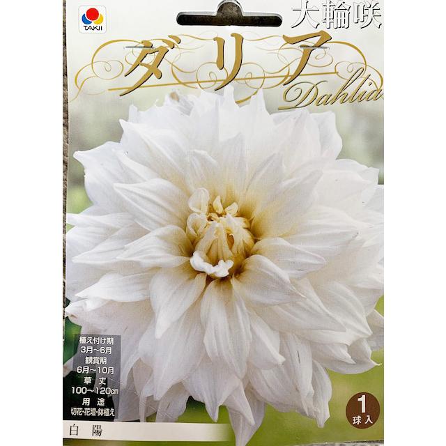大輪咲ダリア球根 白陽 1球入り : 吉谷農芸Yahoo!店 - 通販 - Yahoo