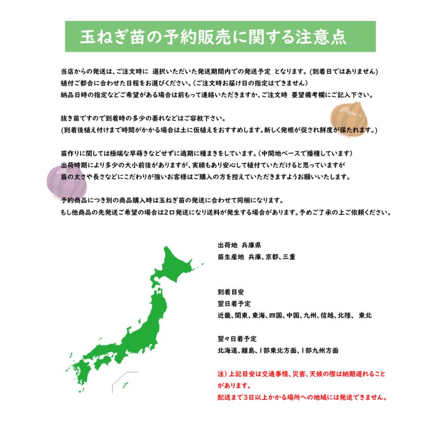 予約商品】玉ねぎ苗 500本束 ソニック 早生【タキイ交配】【玉ねぎ苗