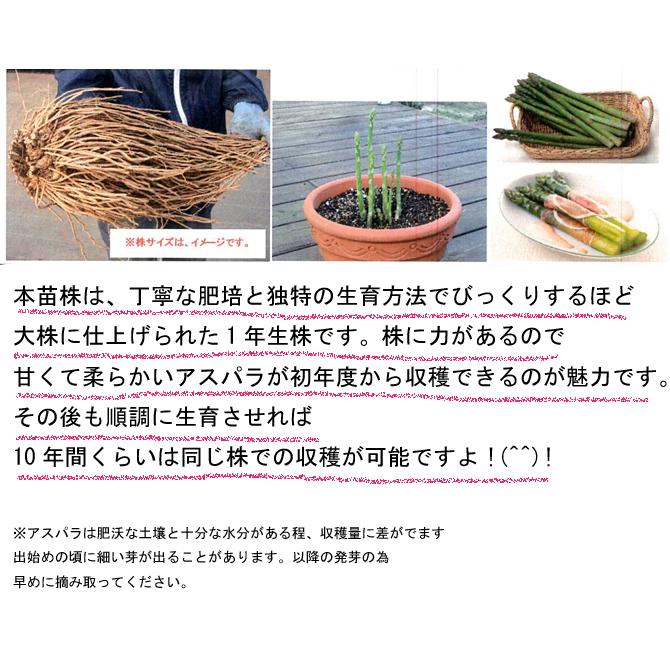 2L1株超特大！！ アスパラガス苗 2Lサイズ 素掘り苗 1株