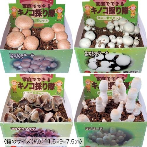 きのこ採り隊 家庭栽培 菌床栽培セット マッシュルーム きくらげ