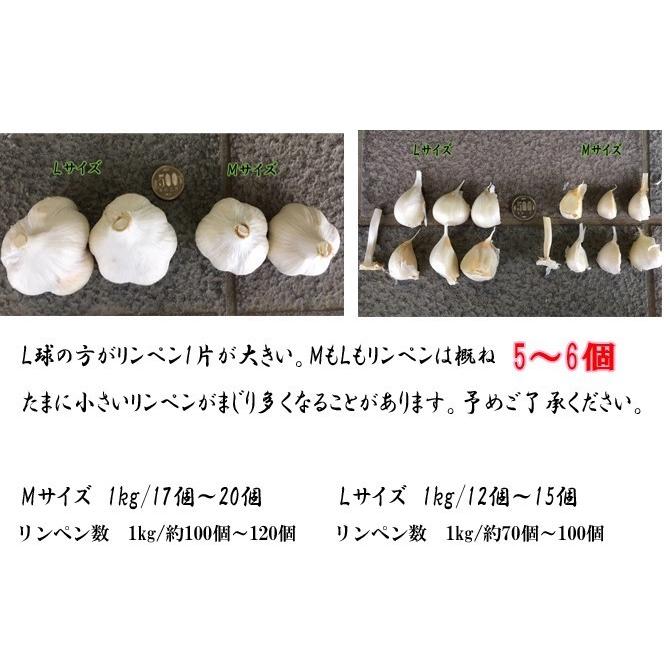 M1k青森県産ニンニク種子 ニューホワイト6片 Mサイズ（kg‥17個
