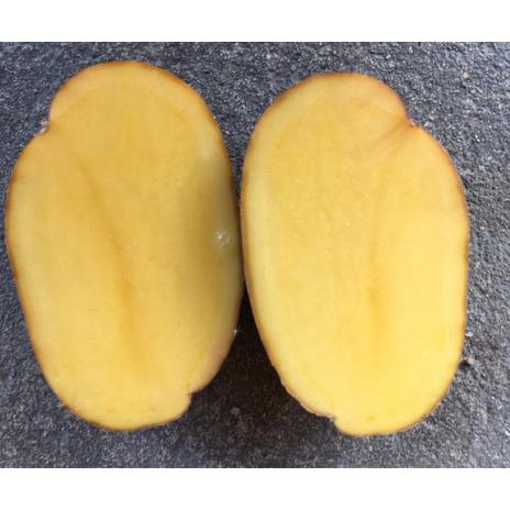 じゃがいも種子 インカのめざめ 500g サイズ混合 【馬鈴薯種】【種芋