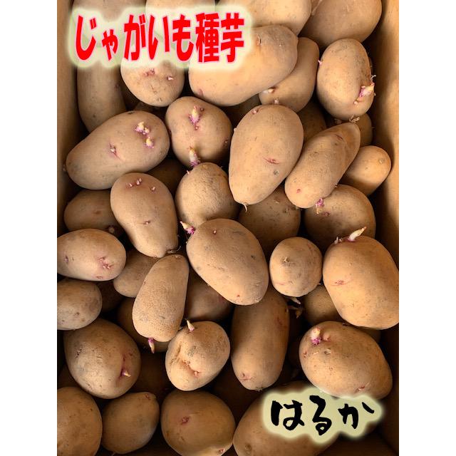 じゃがいも種子 はるか 500g サイズ混合 PVP 海外持出禁止(農林水産省
