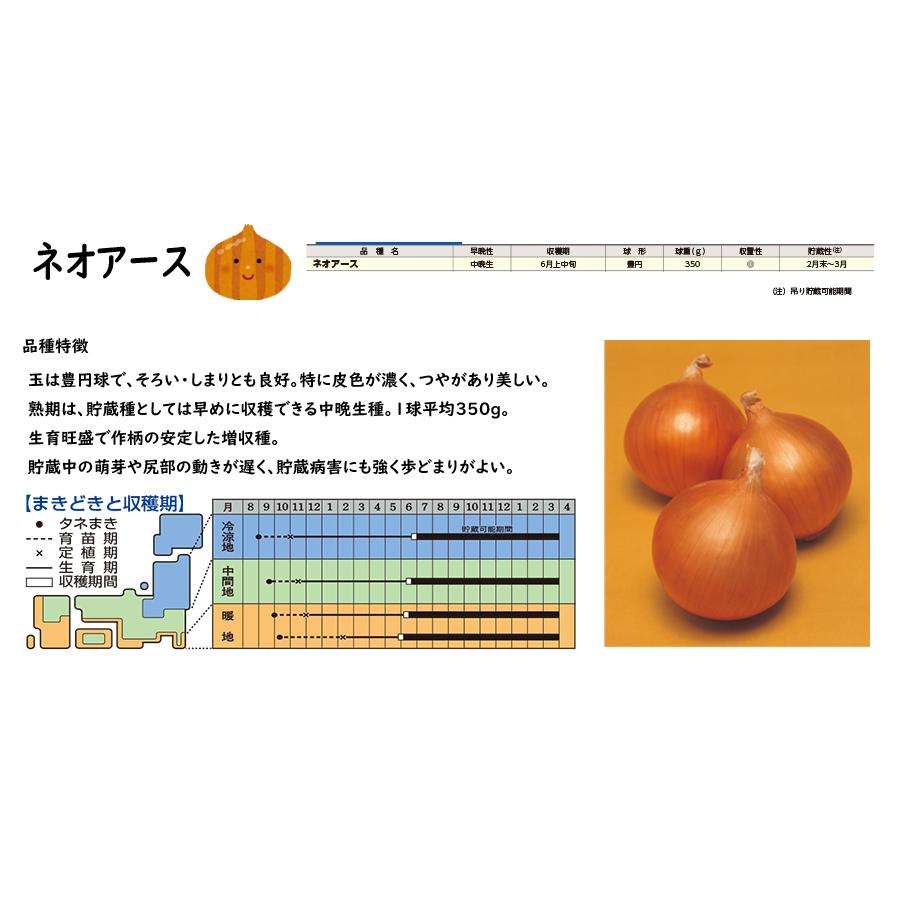 予約商品】玉ねぎ苗 500本束 中晩性 ネオアース【タキイ交配