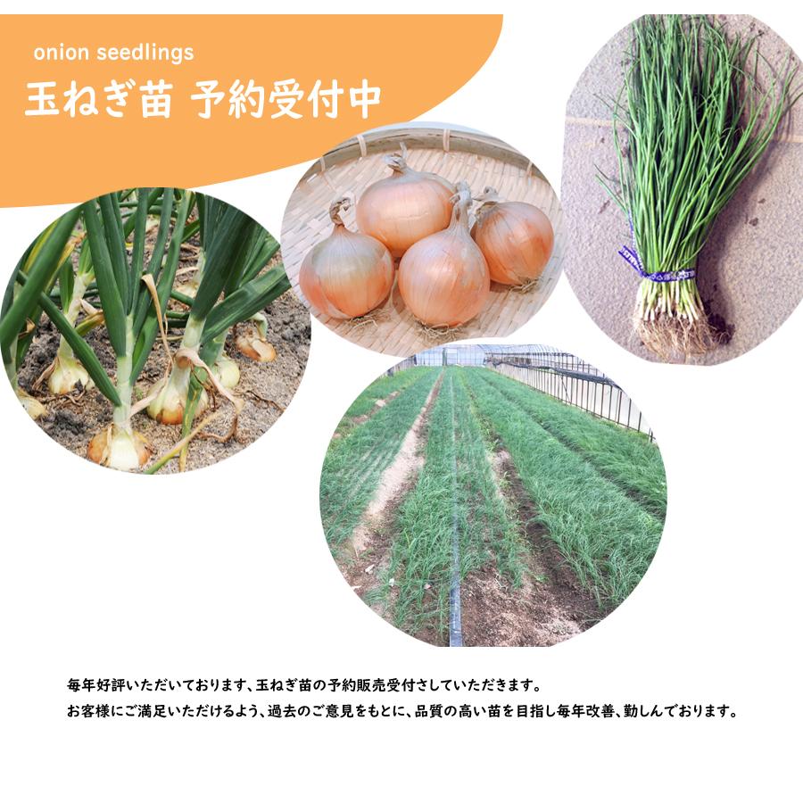 予約商品】玉ねぎ苗 100本束 アトン 中生 【タキイ交配】【早生玉ねぎ