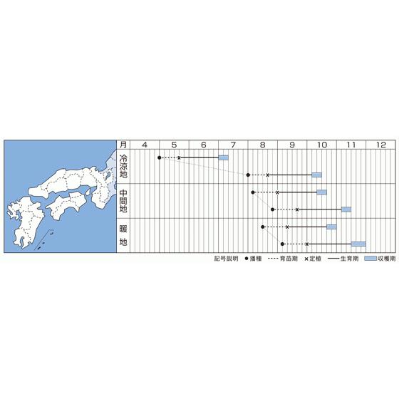晩抽ロマリア　半結球レタス種子　ペレット5000粒【タキイ種苗】_2