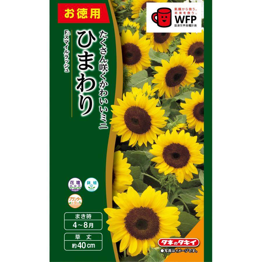 花種 お徳用 ミニひまわり スマイルラッシュ 小袋 [FHM410]【花の種