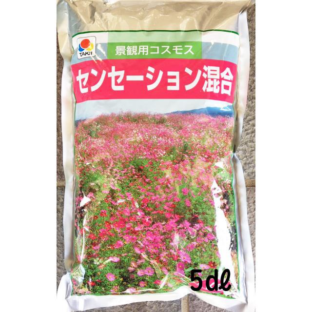 景観用コスモス センセーション混合 5dl 【花の種】【タキイのタネ