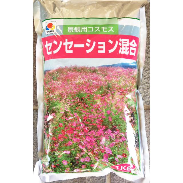 景観用コスモス　センセーション混合　5ｋｇ（1ｋｇ×5袋）【花の種】【緑化事業】