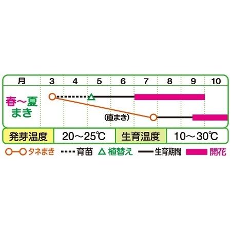 景観用 キバナコスモス オレンジフレア 1L×5袋【花の種】【タキイのタネ】【緑化事業】の画像