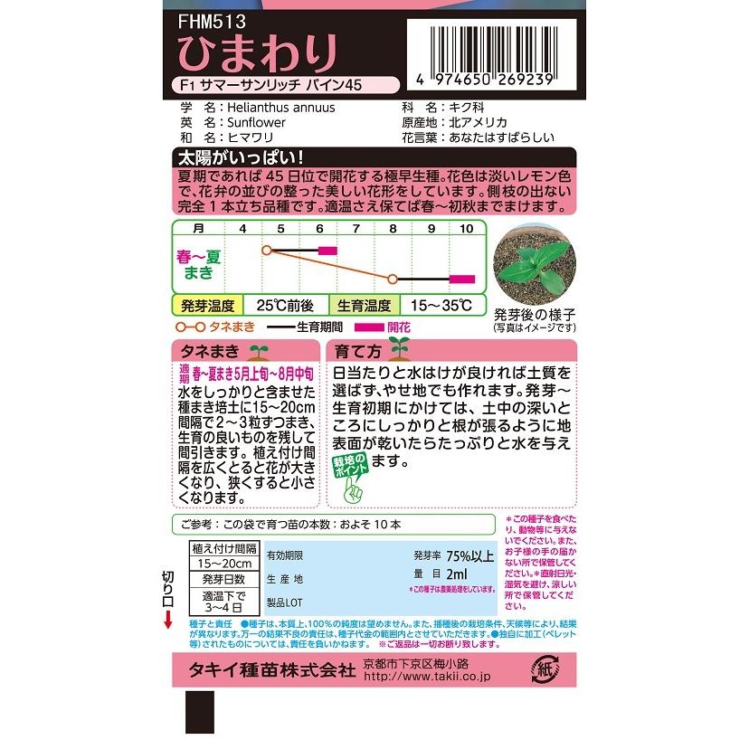 花種 NL300 ひまわり F1 サマーサンリッチ パイン45 小袋 [FHM513]【花