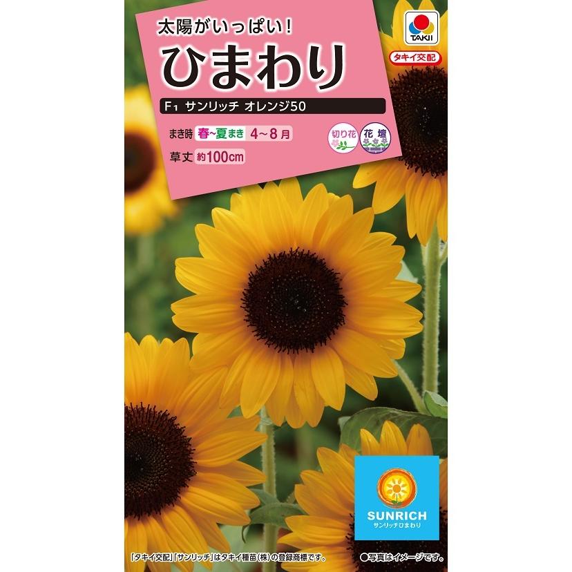 花種　NL300 ひまわり F1 サンリッチ オレンジ50 小袋 [FHM520]【花の種】【タキイのタネ】【ガーデニング】｜yoshitaninougei