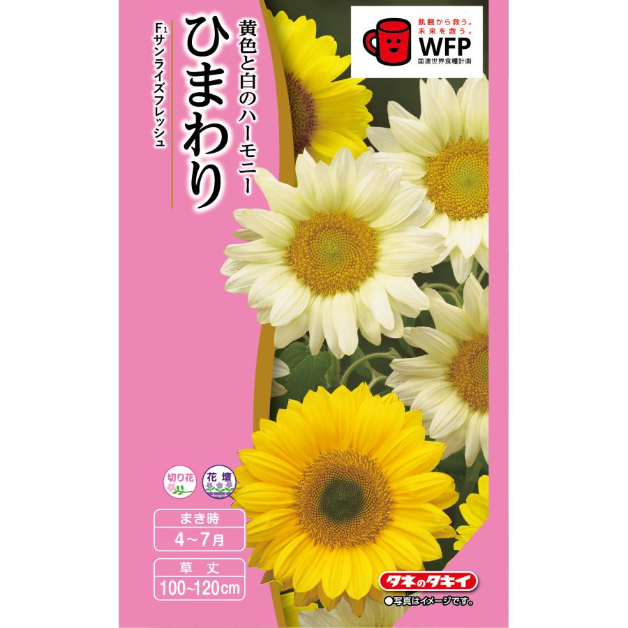 ひまわり様お問い合わせ商品 gd1033_01.jpg
