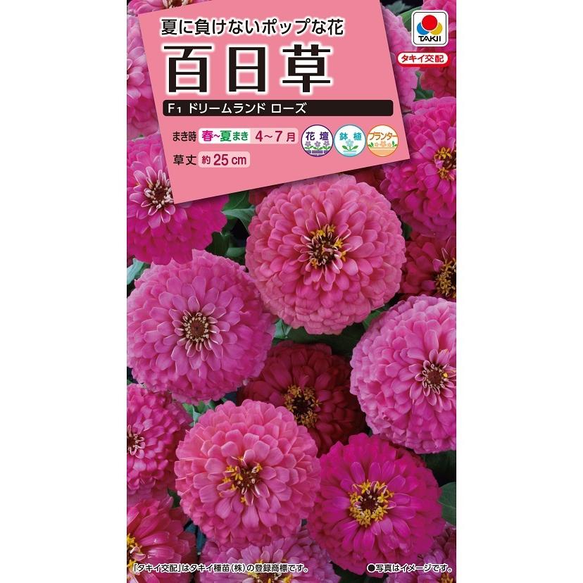 花種 NL300 百日草 F1 ドリームランド ローズ 小袋 [FZN627] 【花の種