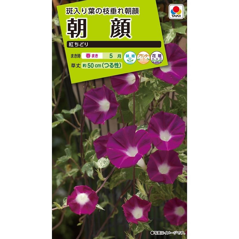 花種　NL200 朝顔 紅ちどり 小袋 [FAA451]【花の種】【タキイのタネ】【ガーデニング】｜yoshitaninougei