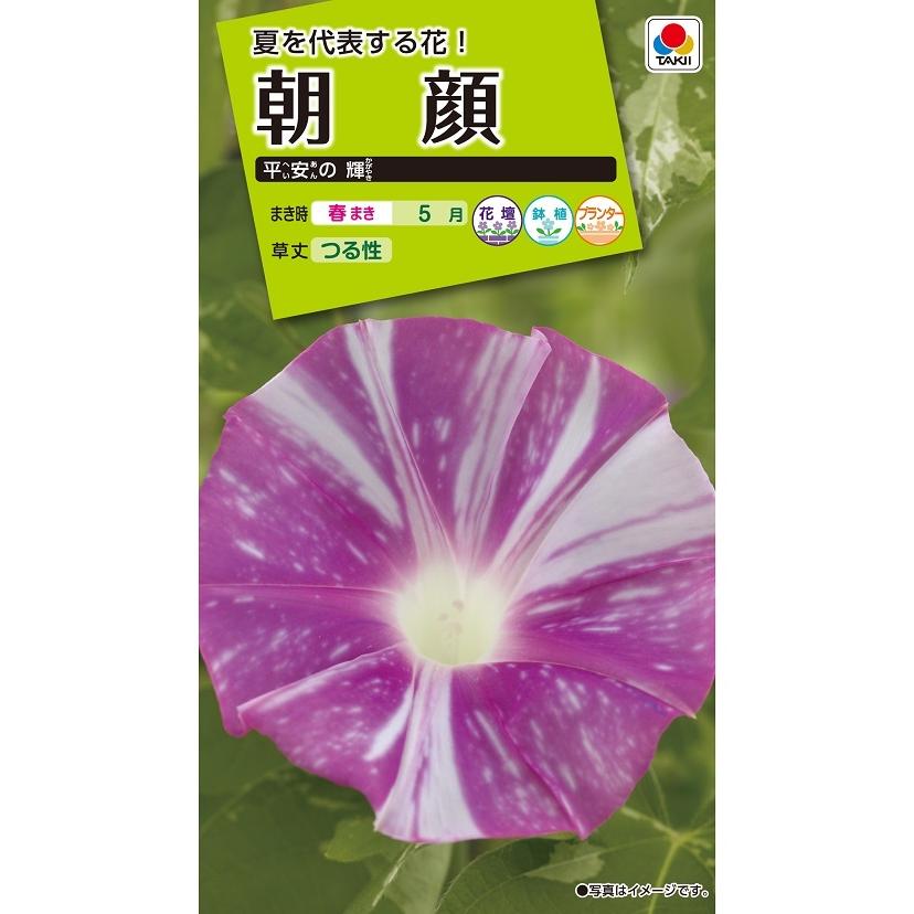 花種 NL200 朝顔 平安の輝 小袋 [FAA578]【花の種】【タキイのタネ