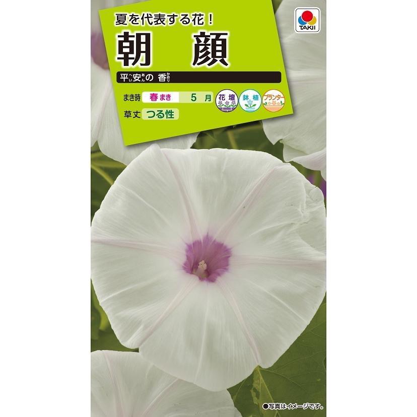 花種 NL200 朝顔 平安の香 小袋 [FAA748]【花の種】【タキイのタネ
