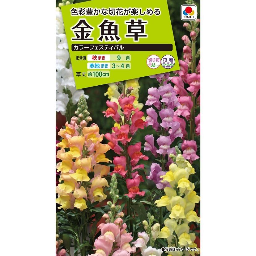 花種 NL200 金魚草 カラーフェスティバル 小袋 [FKG110]【花の種