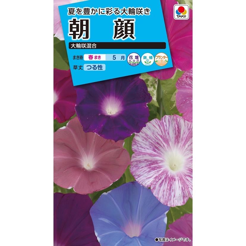花種 NL150 朝顔 大輪咲混合 小袋 [FAA110]【花の種】【タキイのタネ