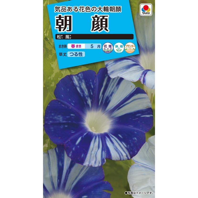 花種 NL150 朝顔 松風 小袋 [FAA650]【花の種】【タキイのタネ