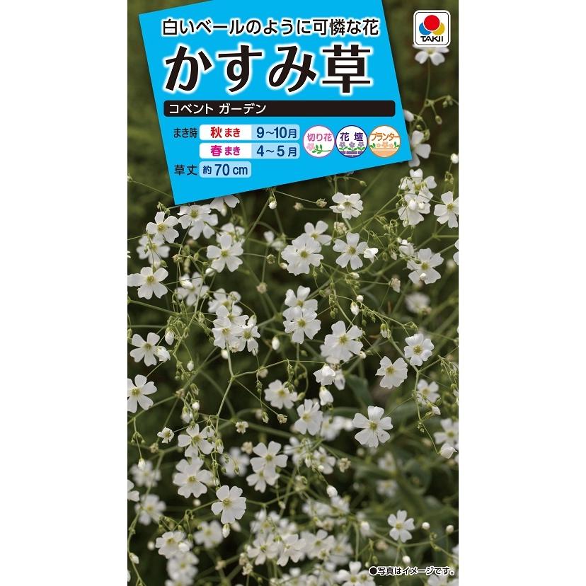 花種 NL150 かすみ草 コベントガーデン 小袋 [FKS111]【花の種