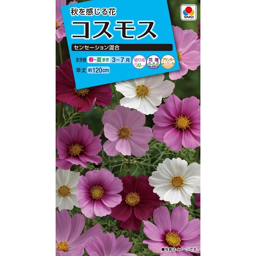 花種 NL150 コスモス センセーション混合 小袋 [FCS110]【花の種
