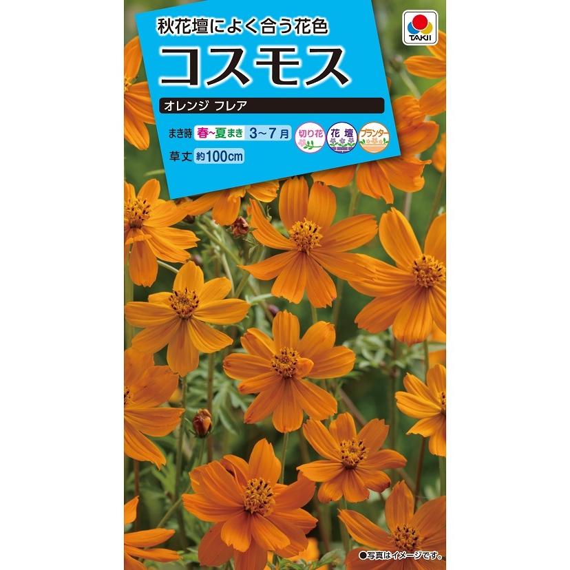 花種 NL150 コスモス オレンジフレア 小袋 [FCS311]【花の種】【タキイ