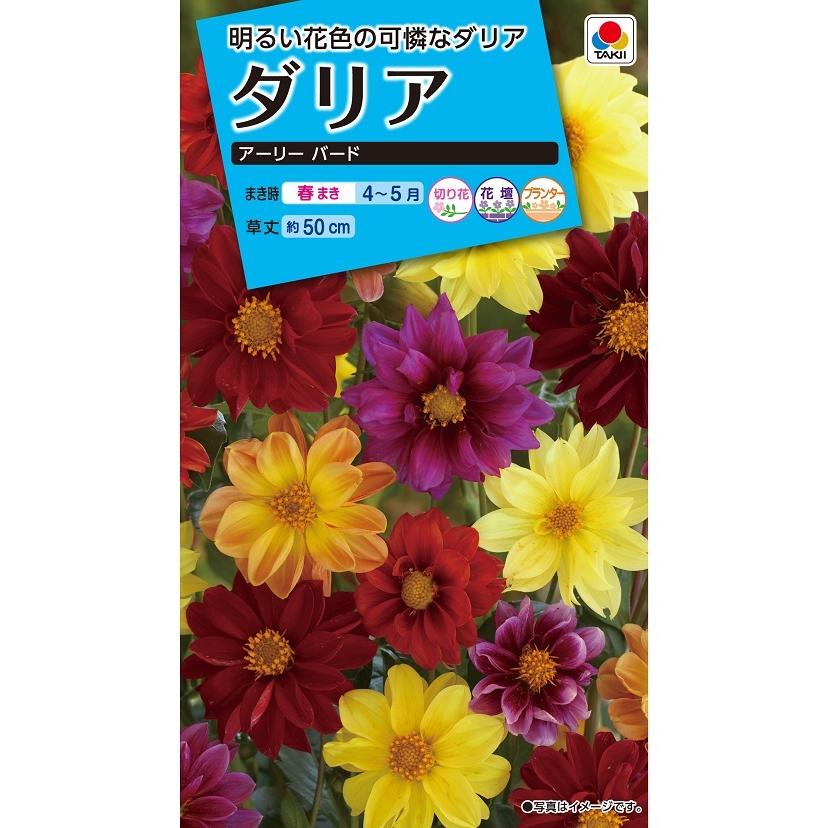 花種 NL150 ダリア アーリーバード 小袋 [FDR130]【花の種】【タキイの