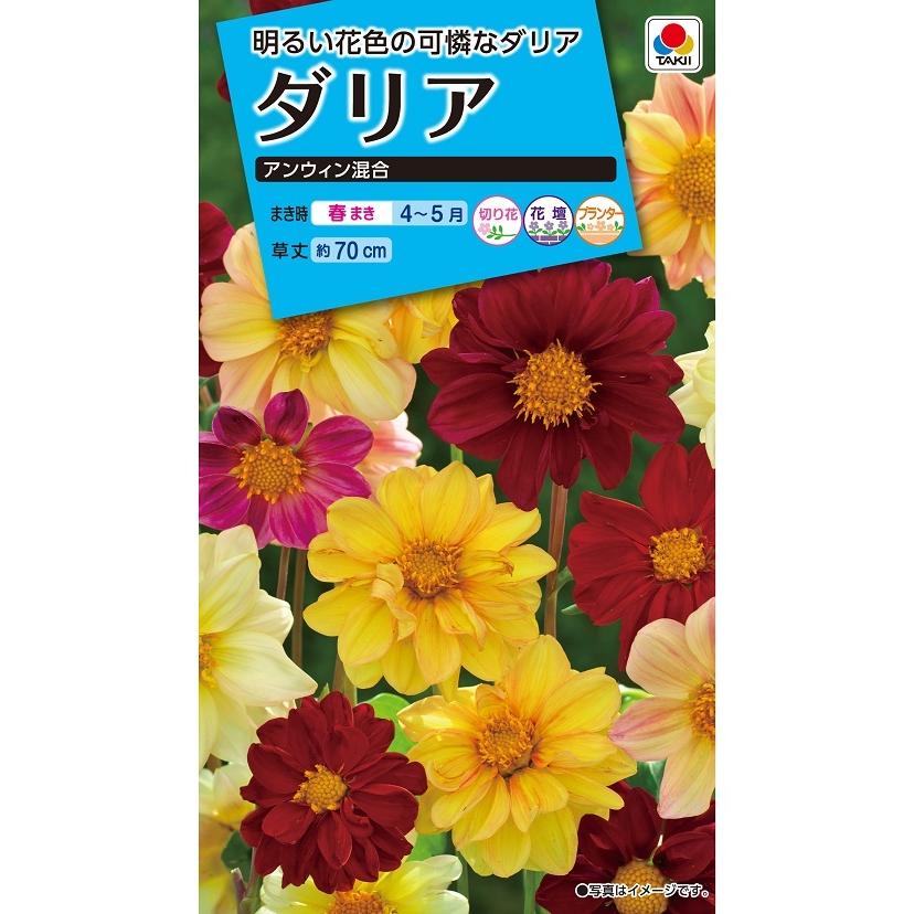 花種 NL150 ダリア アンウィン混合 小袋 [FDR140]【花の種】【タキイの