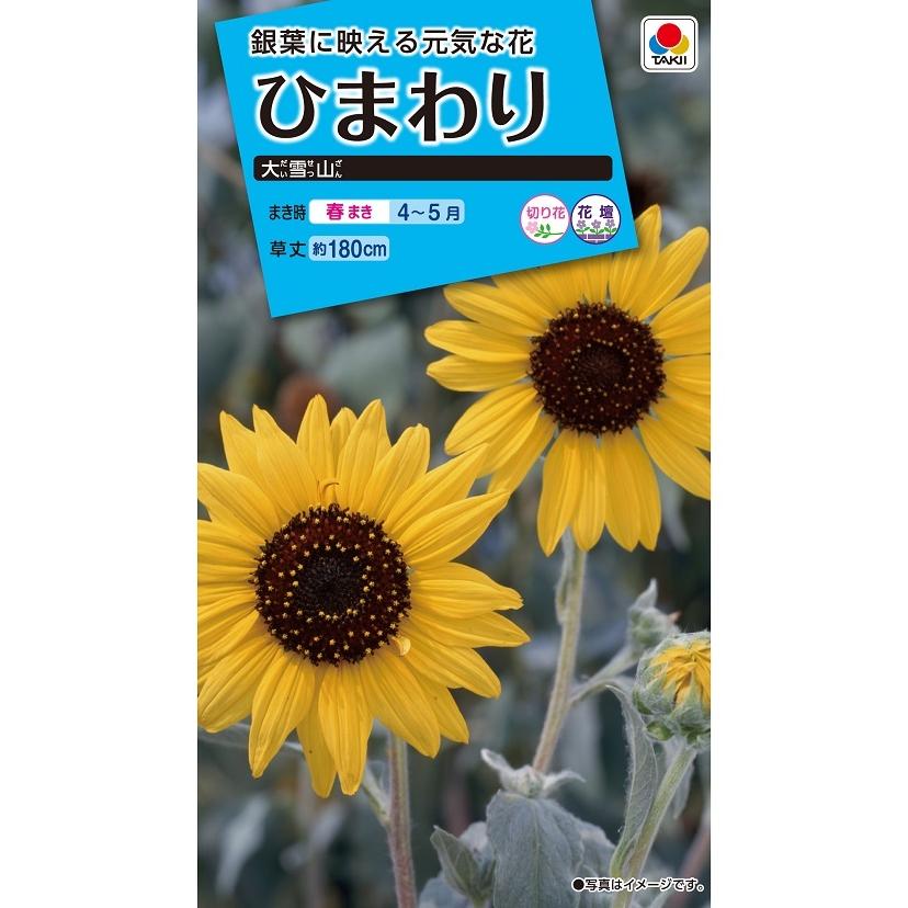 花種 NL150 ひまわり 大雪山 小袋 [FHM114]【花の種】【タキイのタネ