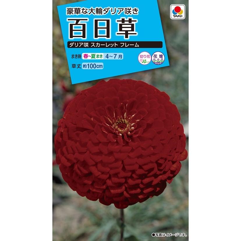 2/4 ダリア様　1ページ目 花種 NL150 百日草 ダリア咲スカーレットフレーム 小袋 [FZN131]【花の