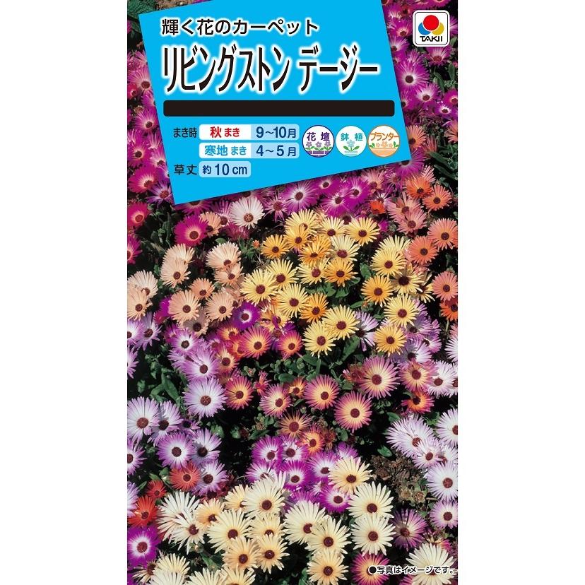 49円 100 品質 花種 Nl150 リビングストンデージー 小袋 Fzz740 花の種 タキイのタネ ガーデニング