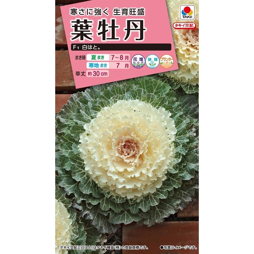 花タネ NL300 葉牡丹 F1 白はと 小袋 [FHB512]【花の種】【タキイの