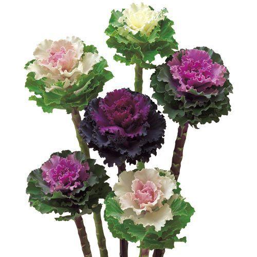 花タネ Nl300 葉牡丹 F1 ラッフルミックス 小袋 Fhb698 花の種 タキイのタネ ガーデニング 2346 吉谷農芸yahoo 店 通販 Yahoo ショッピング