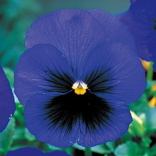 花タネ NL300 パンジー F1 ピカソ ブルーブロッチインプ 小袋 [FPA672