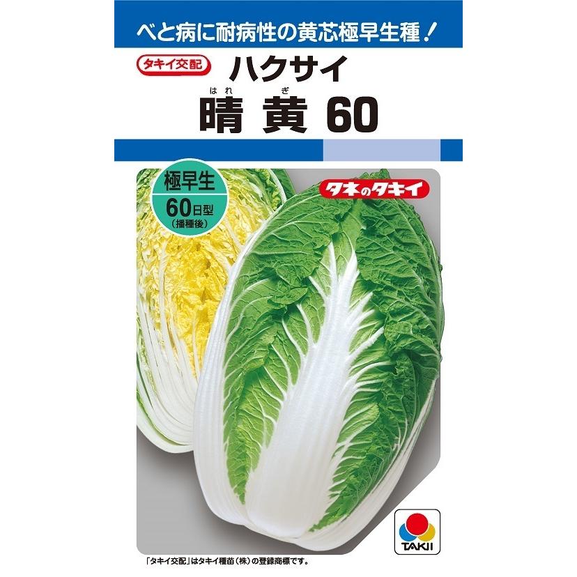 ハクサイ　晴黄60　プライミングペレット5000粒　【タキイ種苗】【黄芯白菜の種】【野菜種子】